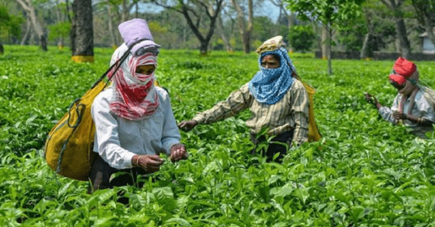 PM Tea Worker Incentive Scheme