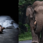 Sathyamangalam Tiger Reserve, Elephant Attack