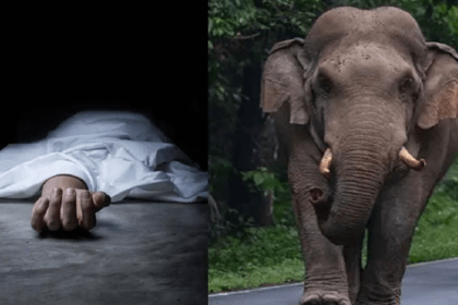 Sathyamangalam Tiger Reserve, Elephant Attack
