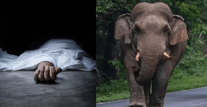 Sathyamangalam Tiger Reserve, Elephant Attack