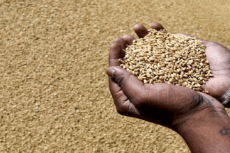 Wheat Export, India Wheat Export