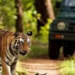 Chhattisgarh Tiger Poaching, CBI Probe, Tiger Poaching Case