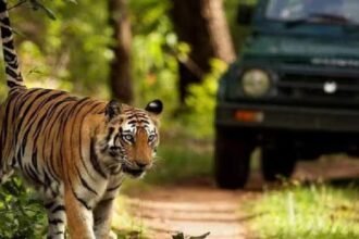 Chhattisgarh Tiger Poaching, CBI Probe, Tiger Poaching Case