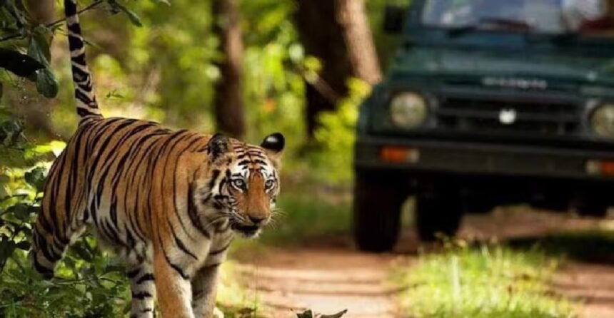 Chhattisgarh Tiger Poaching, CBI Probe, Tiger Poaching Case