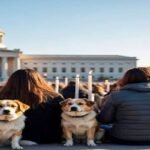 Delhi News, Fat Dogs of Delhi, Unique Election Delhi, Stray Dog Awareness, Gola vs Googu, Animal Welfare Delhi, Offbeat News India, Gen-Z Animal Campaign