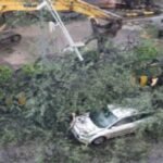 Indore news, Madhya Pradesh news, heavy rain, tree fall accident