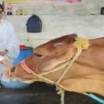 Ranchi News, Sadhvi Gopika, Radha Krishna Temple Pundag, Cow Service, Ashram Visit, Jharkhand News