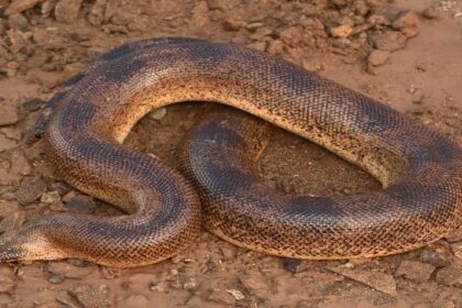 Sistan Sand Boa, Rajasthan wildlife, snake species India, Journal of Threatened Taxa, Vivek Sharma, Dharmendra Khandal