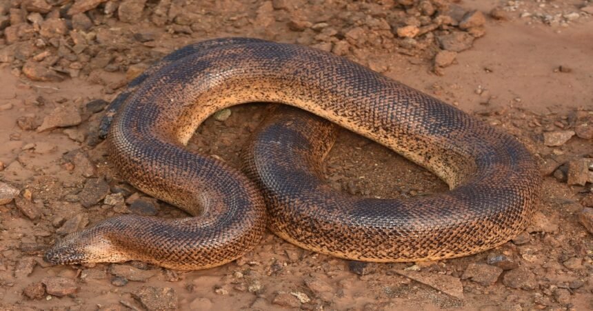 Sistan Sand Boa, Rajasthan wildlife, snake species India, Journal of Threatened Taxa, Vivek Sharma, Dharmendra Khandal