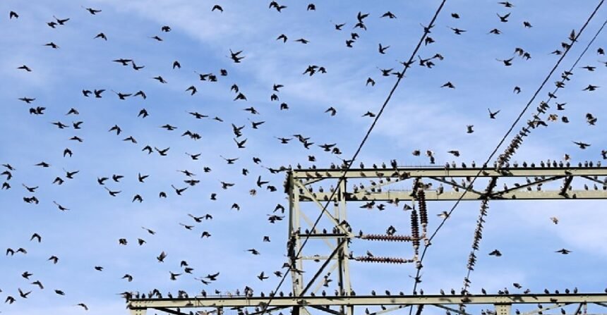 Vindhya Region, Madhya Pradesh, MP Transco, Bird Guard, Bird