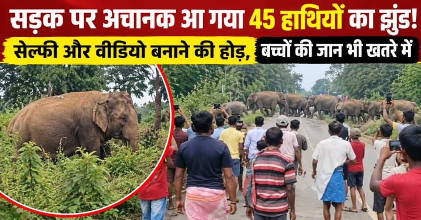 chaibasa-news-herd-of-45-elephants-spotted-on-road-novamundi-west-singhbhum