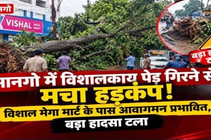 jamshedpur-mango-news-giant-tree-falls-near-vishal-mega-mart