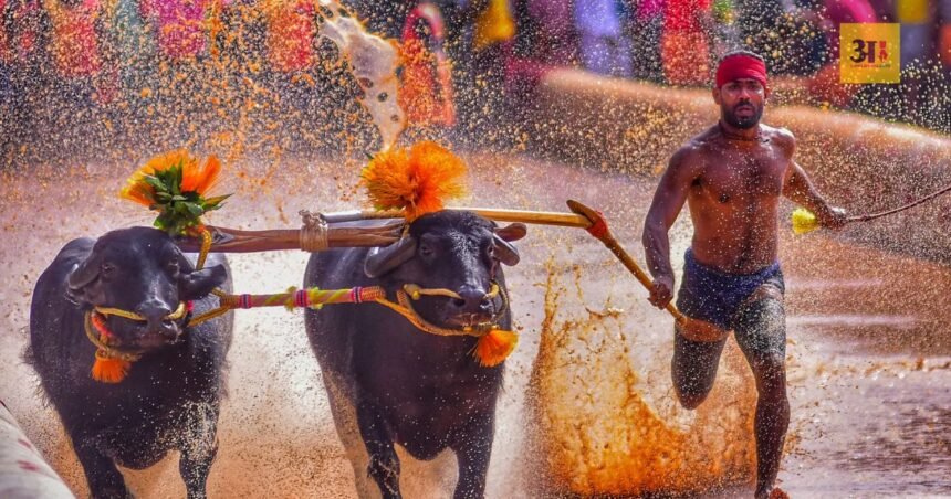 mysuru-dasara-first-time-kambala-buffalo-race-opposition-yatindra-siddaramaiah