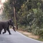 simdega-elephants-road-joram-power-house-jharkhand
