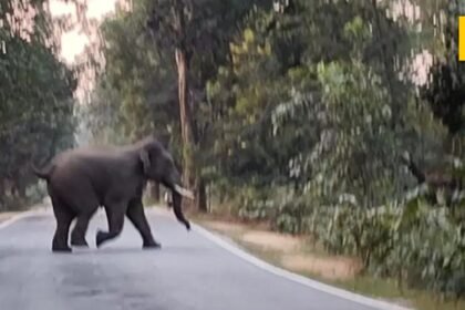 simdega-elephants-road-joram-power-house-jharkhand