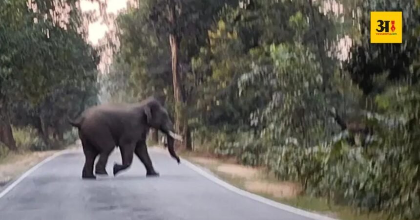 simdega-elephants-road-joram-power-house-jharkhand
